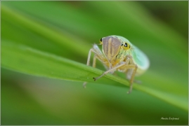 <p>SÍTINOVKA ZELENÁ (Cicadella viridis) ---- /Green leafhopper - Binsenschmuckzikade/</p>